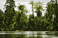 Papua Neu Guinea 4/98 - SEPIK Fluss - mittlerer Bereich - (AMBUNTI Lodge)